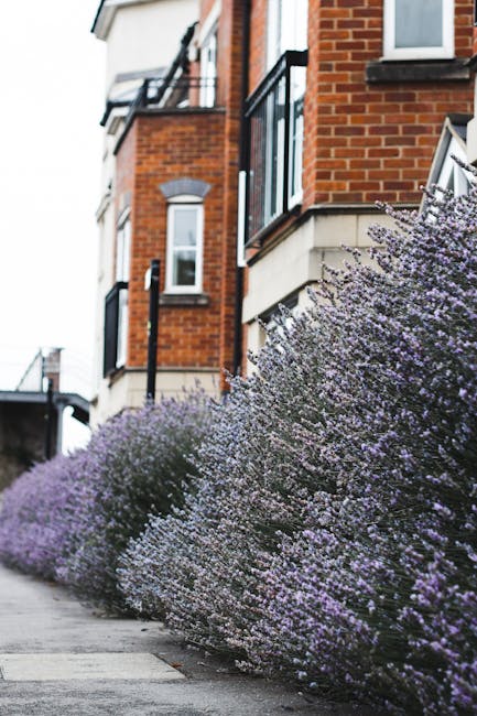 A row of neatly trimmed lavender bushes with delicate purple flowers and fine green foliage lines the edge of a paved pathway, situated beneath a multi-story red brick residential building with white-