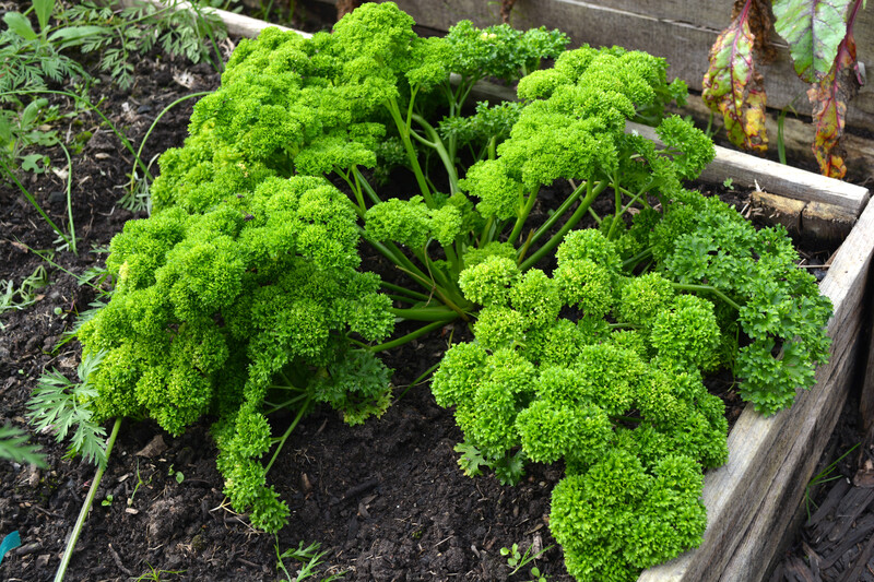 garden home